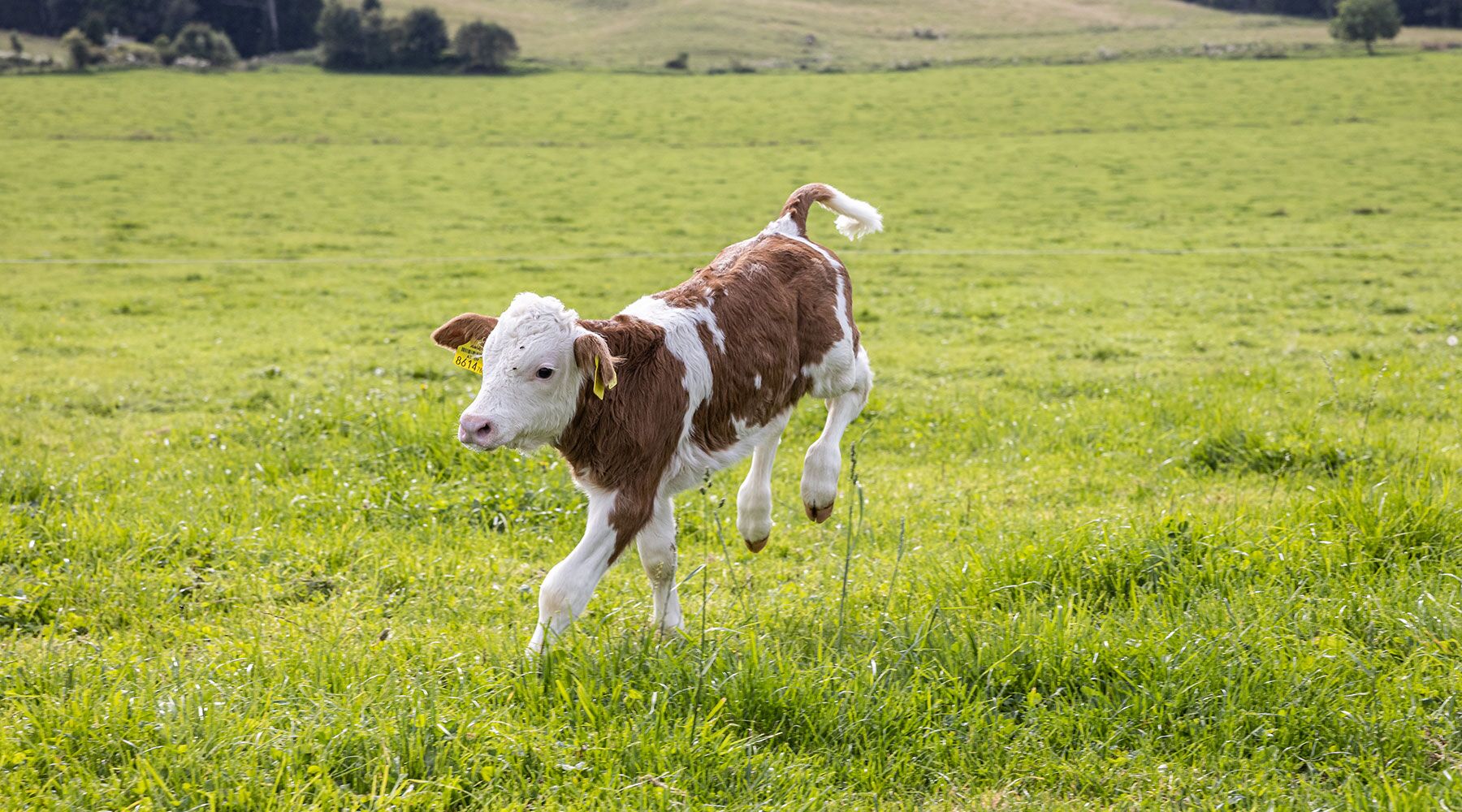 Kalb beim ersten Auslauf  auf der Weide