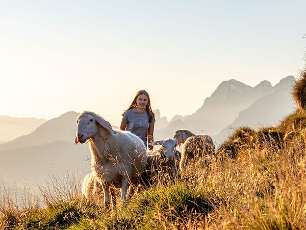 Schafe in den Bergen der Region Schladming-Dachstein