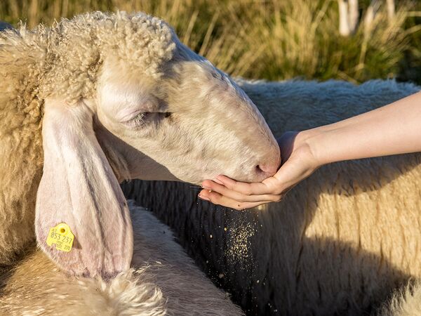 Schafe und Lämmer bei der Fütterung