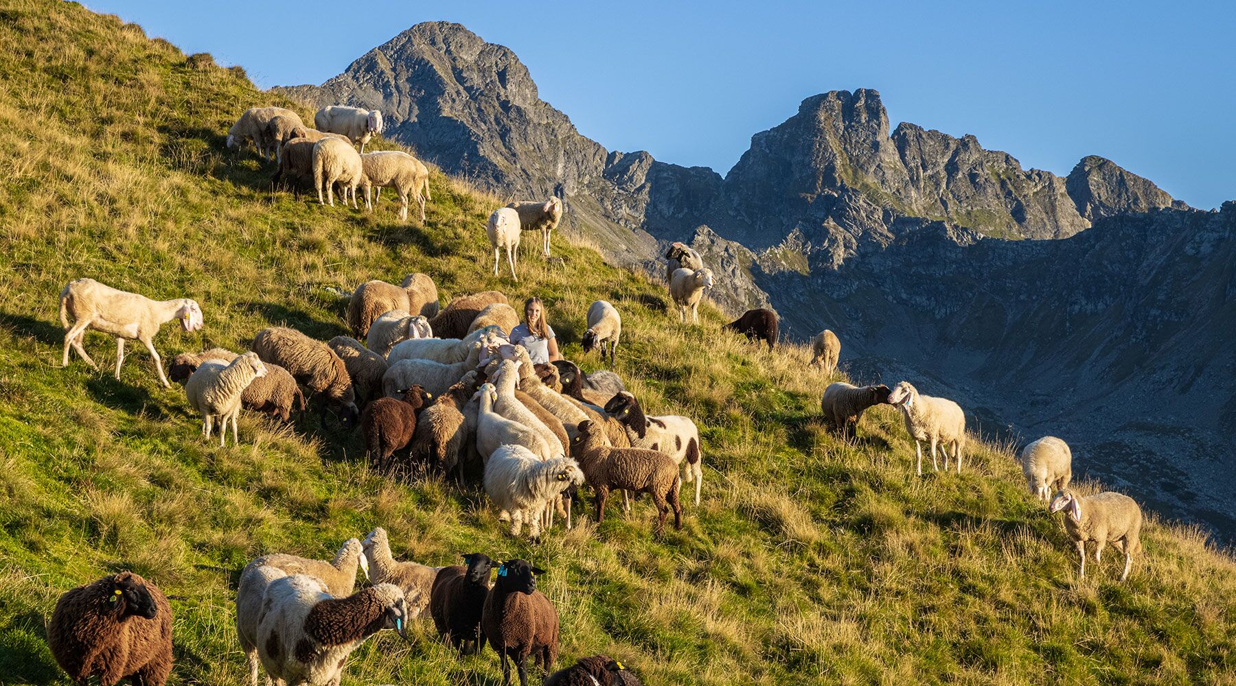 Schafe in den Bergen des Ennstals